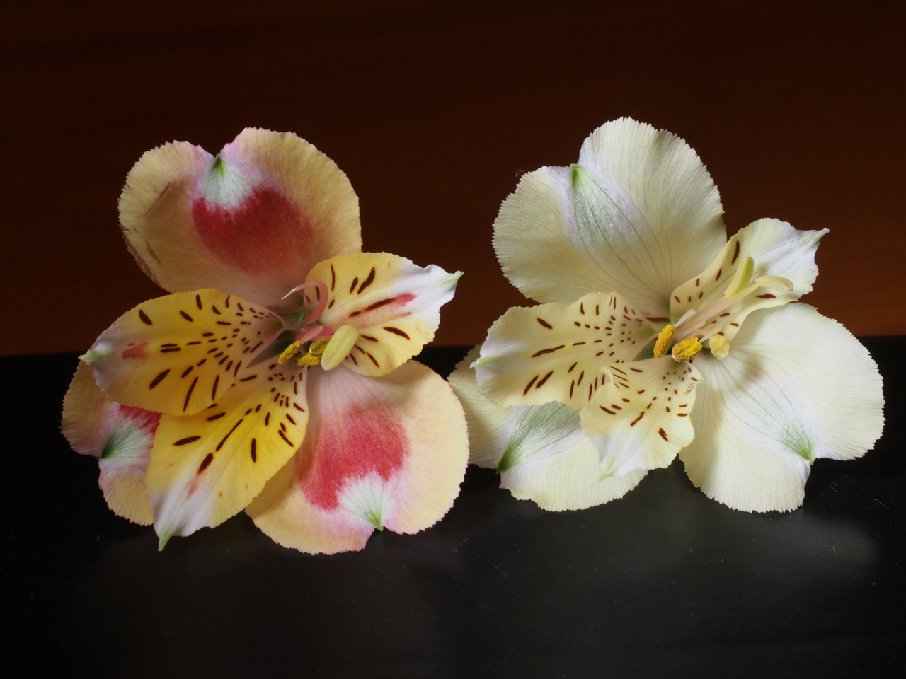 年じゅう咲いている百合水仙という花 | 季節 | クールシニアマガジン